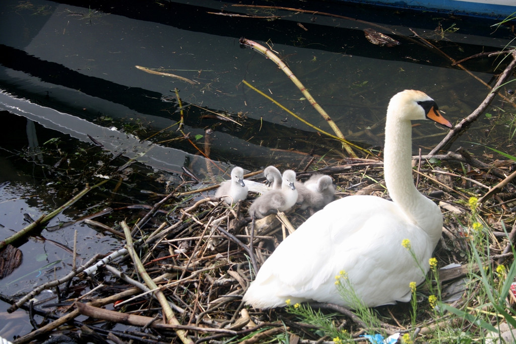 Schwan mit Jungen A 2014 _14_.JPG