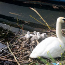 Schwan mit Jungen A 2014 _14_.JPG