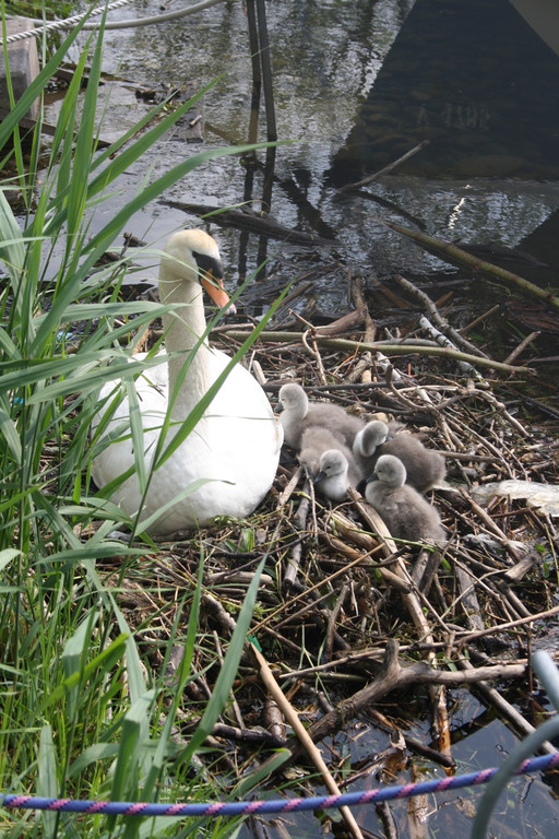 Schwan mit Jungen A 2014 _16_.JPG