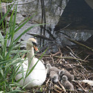 Schwan mit Jungen A 2014 _16_.JPG