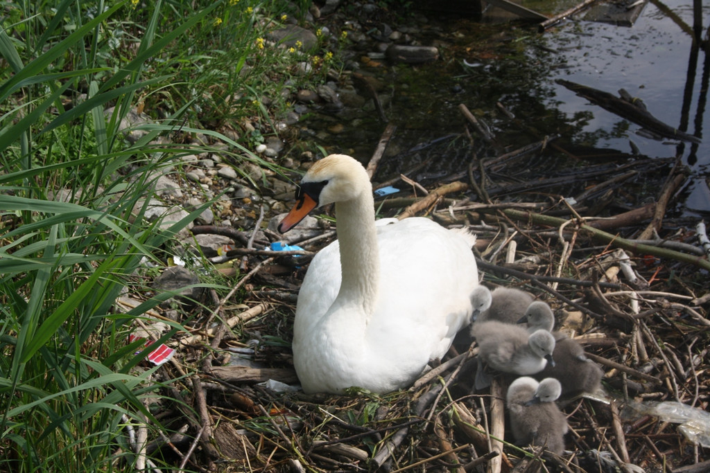 Schwan mit Jungen A 2014 _18_.JPG