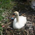 Schwan mit Jungen A 2014 _18_.JPG