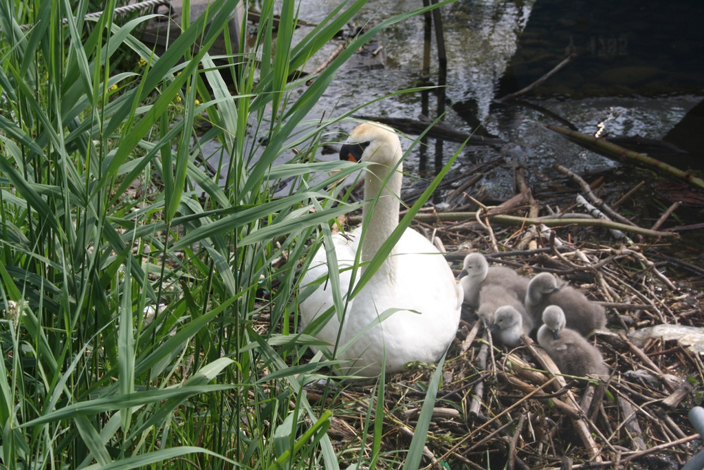 Schwan mit Jungen A 2014 _17_.JPG