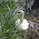 Schwan mit Jungen A 2014 _17_.JPG