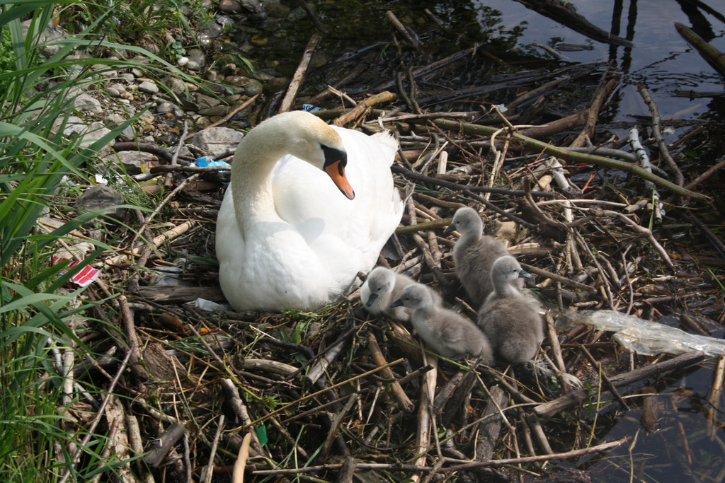 Schwan mit Jungen A 2014 _20_.JPG