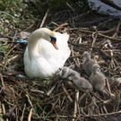 Schwan mit Jungen A 2014 _20_.JPG