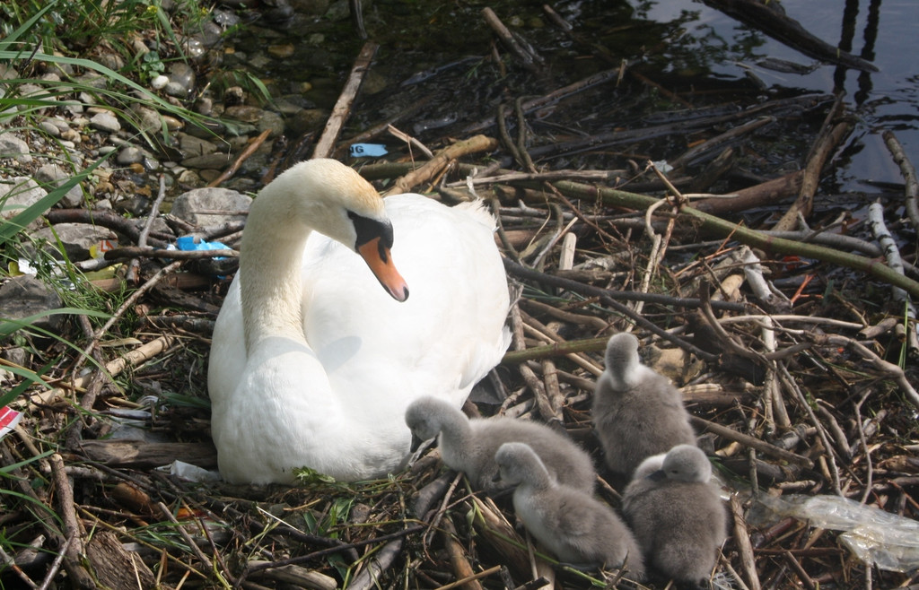 Schwan mit Jungen A 2014 _19_.JPG