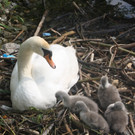 Schwan mit Jungen A 2014 _19_.JPG