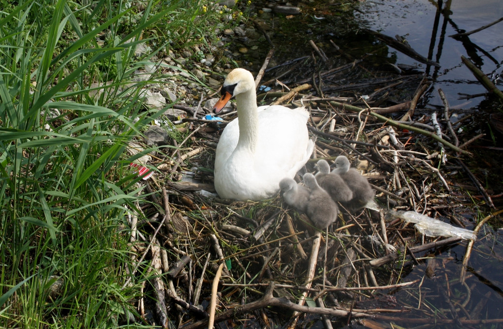Schwan mit Jungen A 2014 _21_.JPG