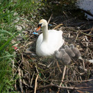 Schwan mit Jungen A 2014 _21_.JPG