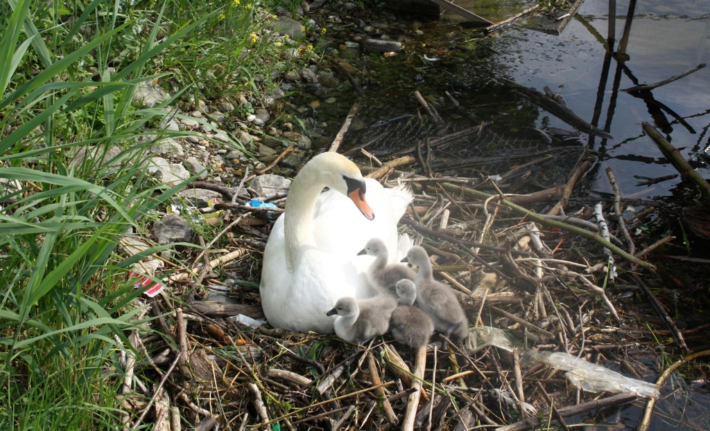 Schwan mit Jungen A 2014 _22_.JPG