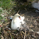 Schwan mit Jungen A 2014 _22_.JPG