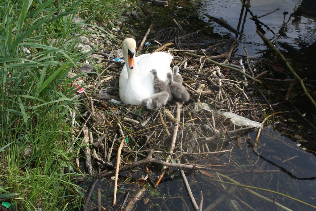 Schwan mit Jungen A 2014 _23_.JPG
