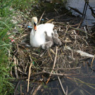 Schwan mit Jungen A 2014 _23_.JPG