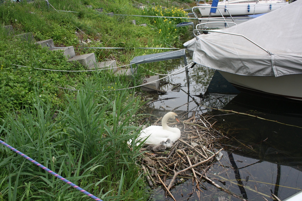 Schwan mit Jungen A 2014 _24_.JPG