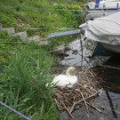 Schwan mit Jungen A 2014 _24_.JPG