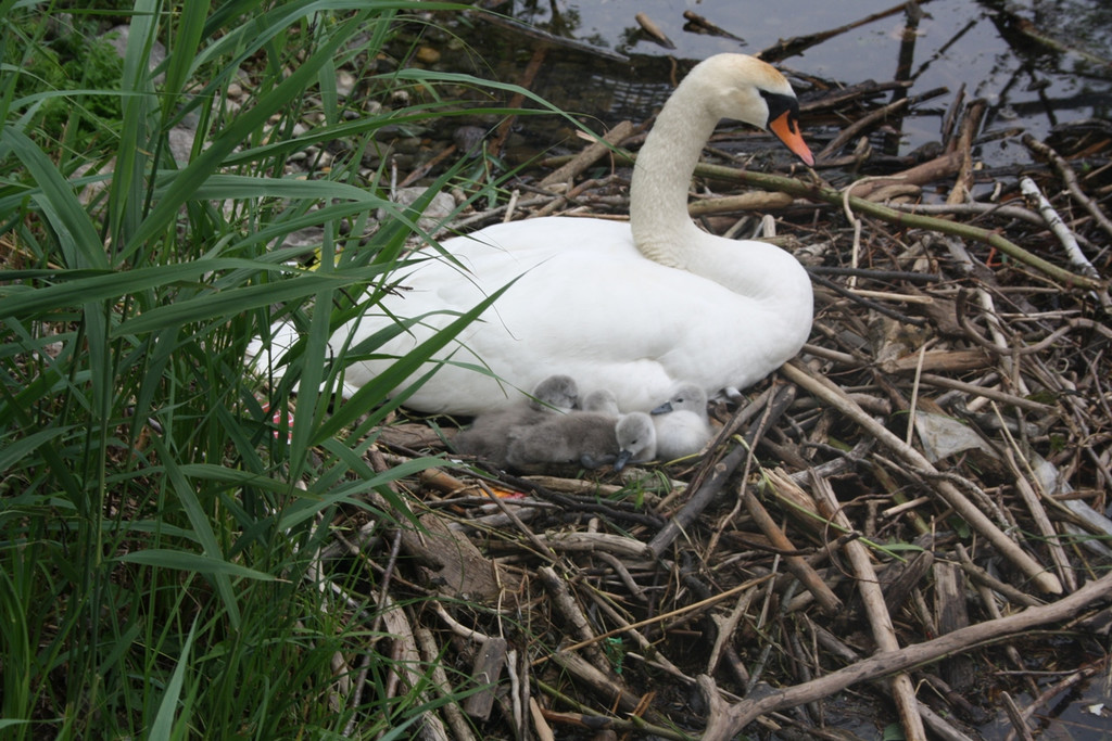 Schwan mit Jungen A 2014 _25_.JPG