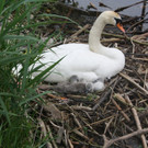 Schwan mit Jungen A 2014 _25_.JPG