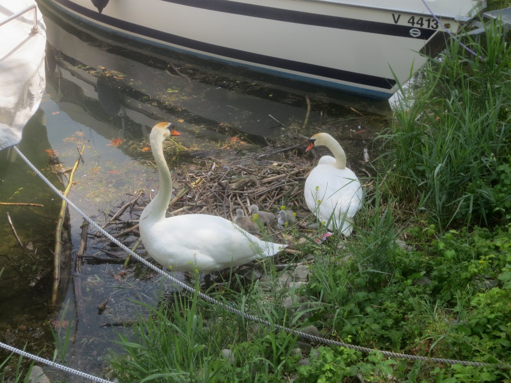 Schwan mit Jungen B 2014 _1_.JPG