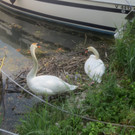 Schwan mit Jungen B 2014 _1_.JPG