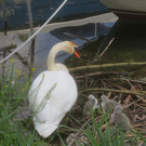 Schwan mit Jungen B 2014 _3_.JPG