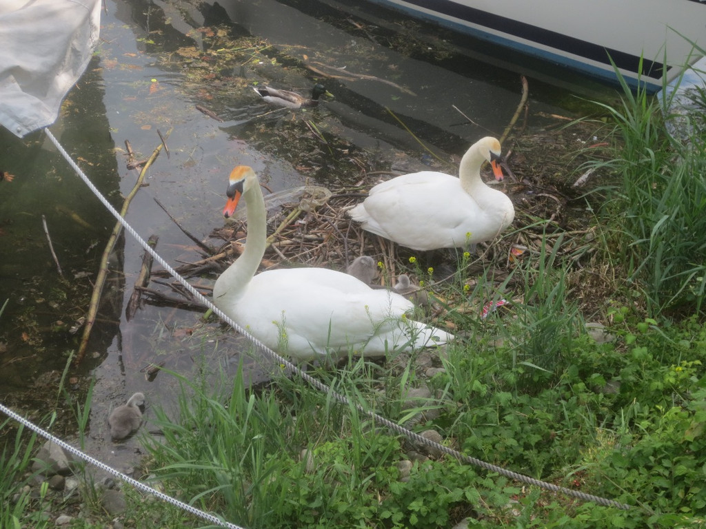 Schwan mit Jungen B 2014 _5_.JPG