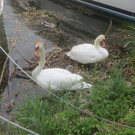 Schwan mit Jungen B 2014 _5_.JPG