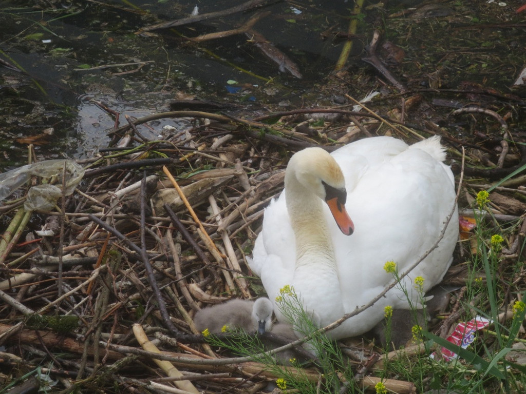 Schwan mit Jungen B 2014 _6_.JPG