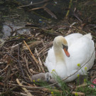 Schwan mit Jungen B 2014 _6_.JPG