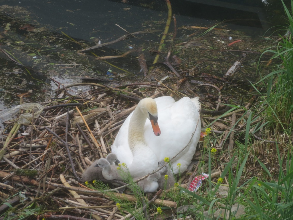 Schwan mit Jungen B 2014 _7_.JPG