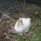 Schwan mit Jungen B 2014 _7_.JPG