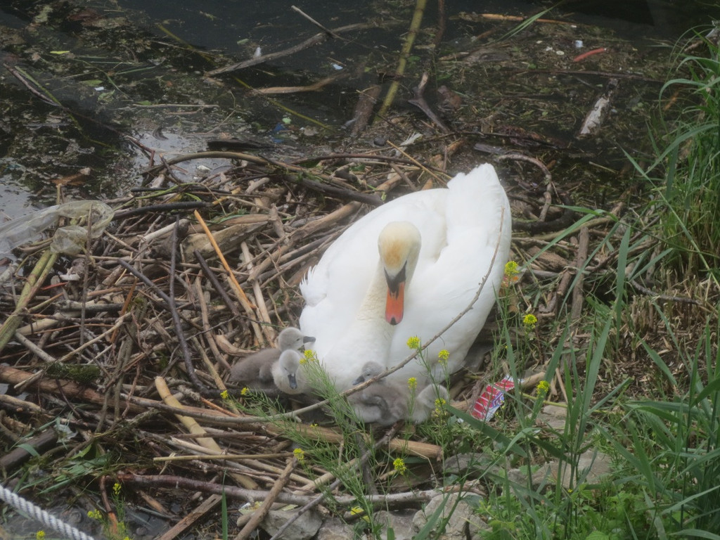 Schwan mit Jungen B 2014 _8_.JPG