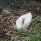 Schwan mit Jungen B 2014 _8_.JPG