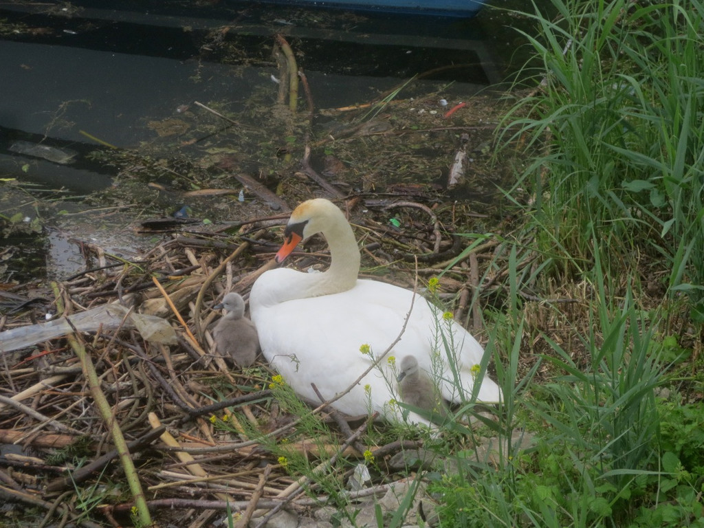 Schwan mit Jungen B 2014 _11_.JPG