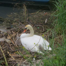 Schwan mit Jungen B 2014 _11_.JPG