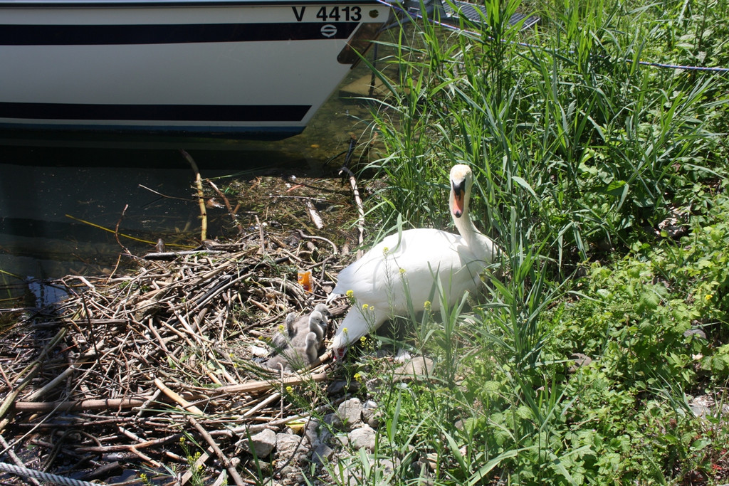 Schwan mit Jungen C 2014 _1_.JPG