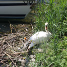 Schwan mit Jungen C 2014 _1_.JPG