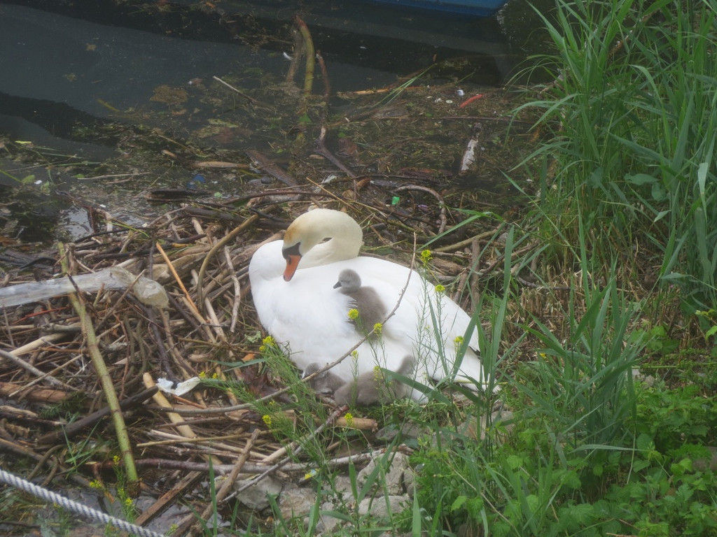Schwan mit Jungen B 2014 _10_.JPG