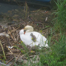 Schwan mit Jungen B 2014 _10_.JPG