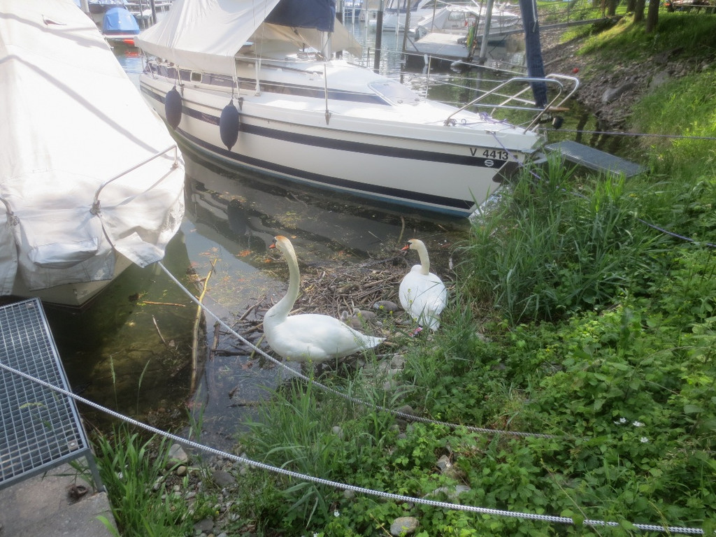 Schwan mit Jungen B 2014 _12_.JPG