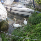 Schwan mit Jungen B 2014 _12_.JPG