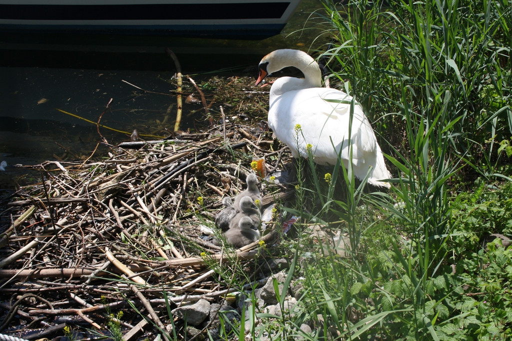 Schwan mit Jungen C 2014 _2_.JPG