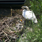 Schwan mit Jungen C 2014 _2_.JPG