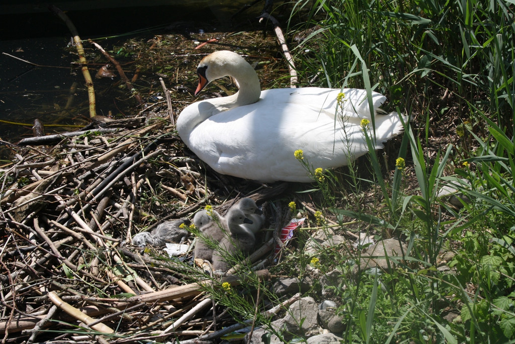 Schwan mit Jungen C 2014 _3_.jpg