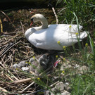 Schwan mit Jungen C 2014 _3_.jpg