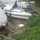 Schwanennest mit Eiern 23-05-2014 _2_.JPG