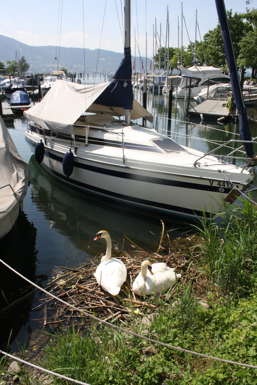 Schwanennest mit Eiern 23-05-2014 _8_.JPG