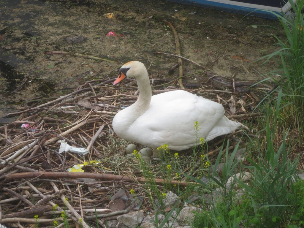 Schwanennest mit Eiern 2014 _26_.JPG
