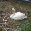 Schwanennest mit Eiern 2014 _26_.JPG