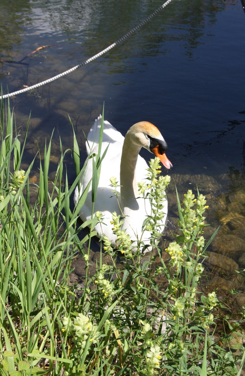 Schwanennest mit Eiern 23-05-2014 _4_.JPG